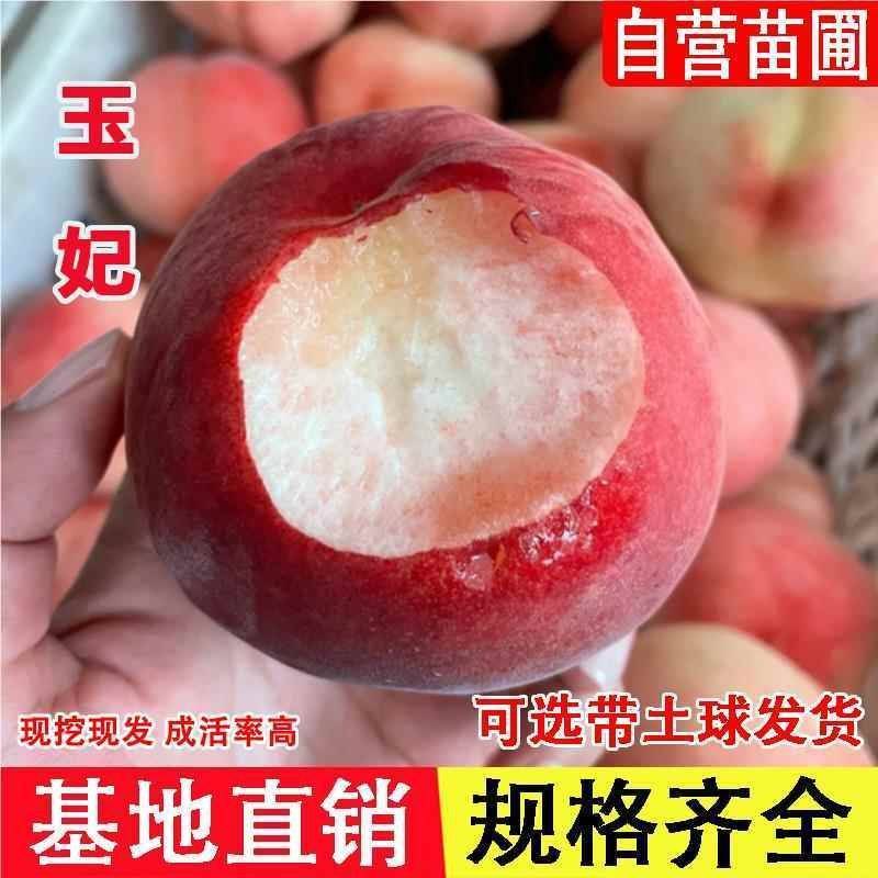 果园直发桃树苗新品种抗蚜玉妃桃七月中下旬成熟保真品种成活
