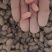 花生