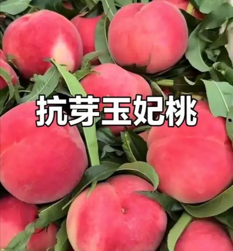 果园直发桃树苗新品种抗蚜玉妃桃七月中下旬成熟保真品种成活