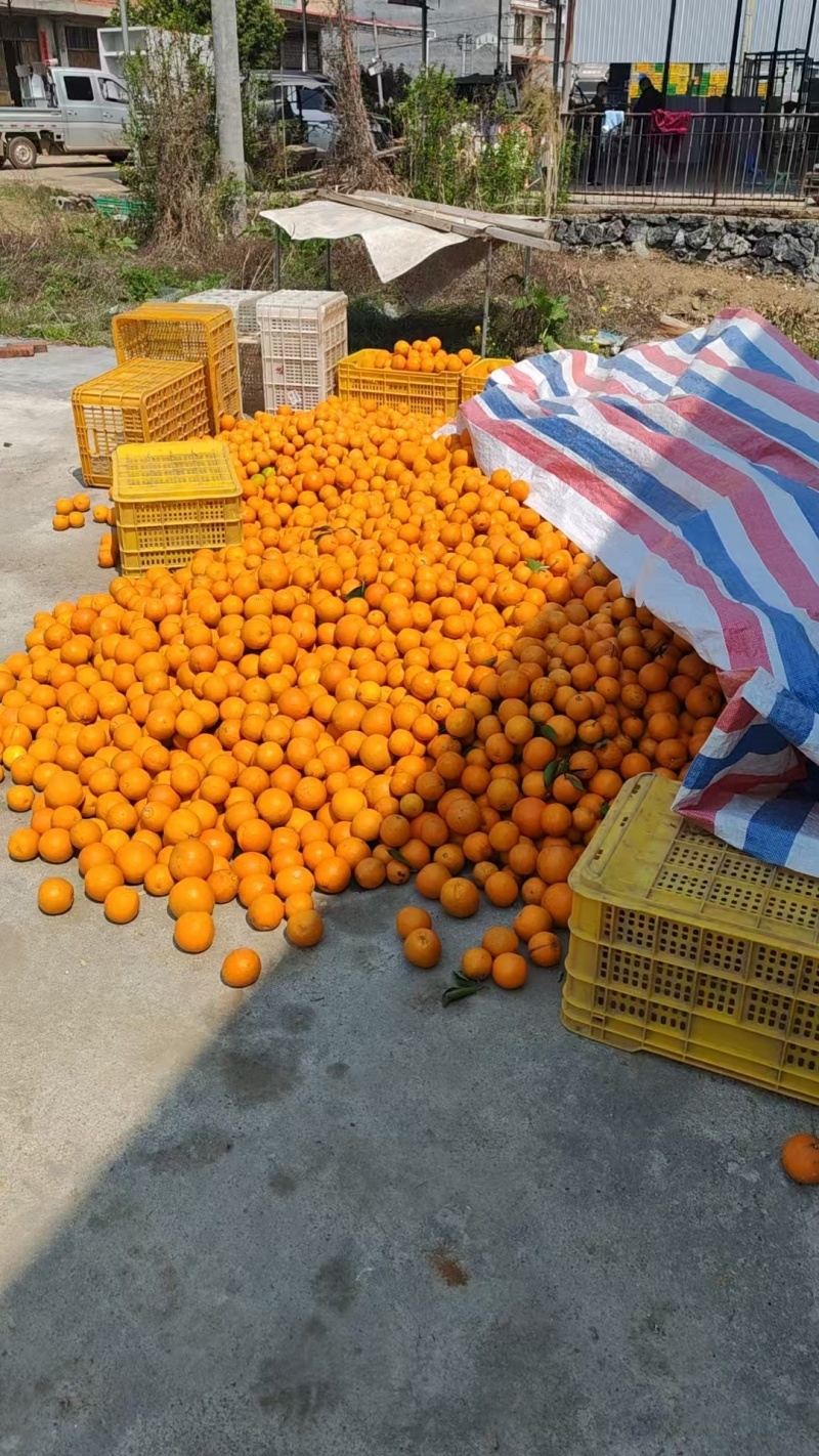 湖南夏橙大量上市，有商品果，榨汁果，量大价优欢迎随时看货