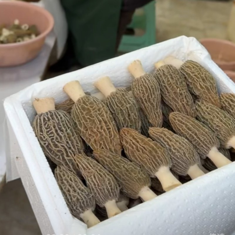 羊肚菌鲜货500g