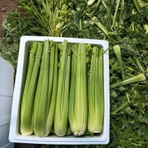 河南精品西芹大量上市，质量保证，代发全国，货源冲足，