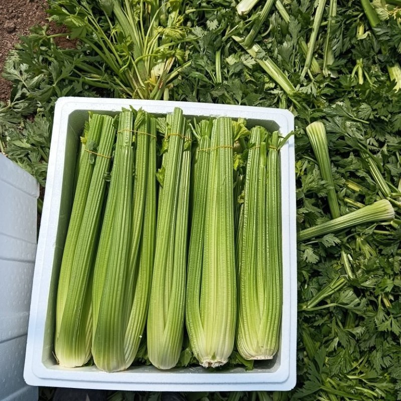河南精品西芹大量上市，质量保证，代发全国，货源冲足，