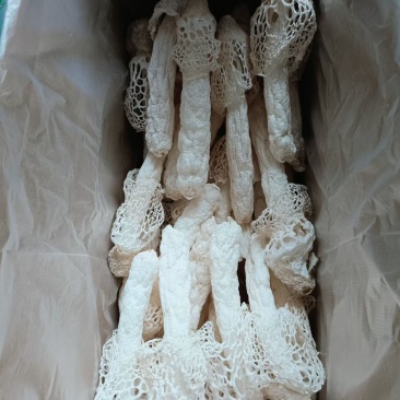 织金红托竹荪