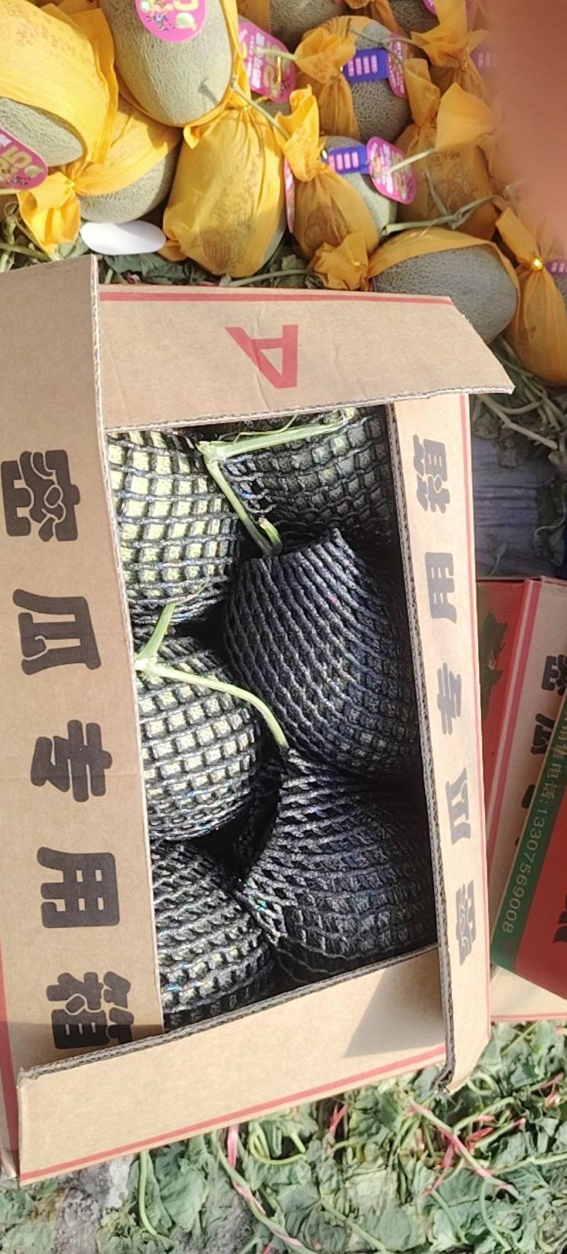 《海南哈密瓜》晓蜜25号/产地直发/实力代办欢迎来电