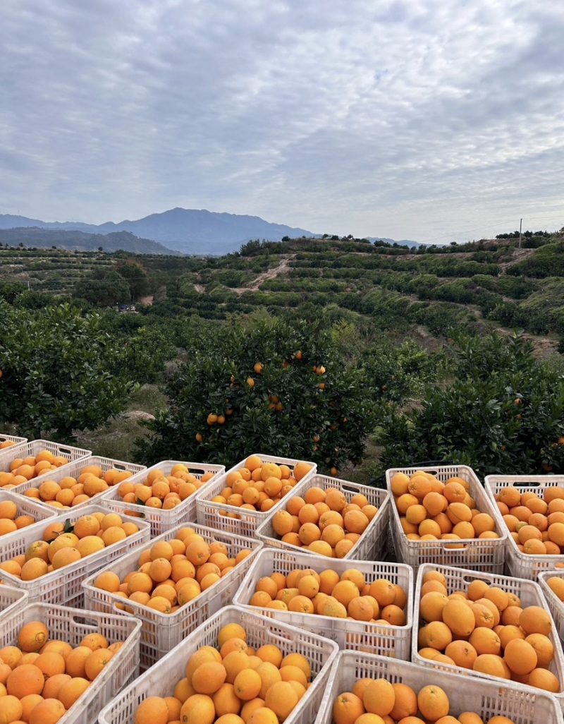 奉节脐橙大量有货对接各大市场商超平台量大从优价格可谈