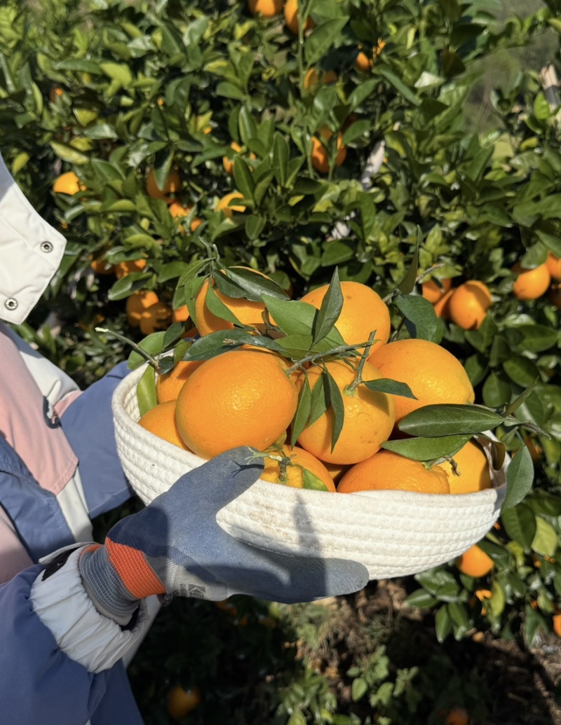 奉节脐橙大量有货对接各大市场商超平台量大从优价格可谈