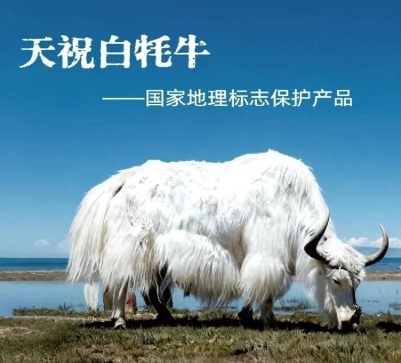 天祝高原白牦牛肉