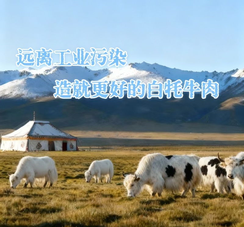 天祝高原白牦牛肉