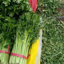 精品小棵毛菜，货源冲足，颜色亮，现砍现发，欢迎采购！
