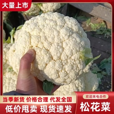 白面青梗松花菜/白花菜/浙江产区直发/大量有货