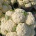 白面青梗松花菜/白花菜/浙江产区直发/大量有货