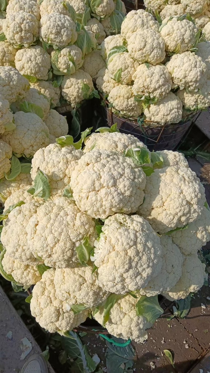 白面青梗松花菜/白花菜/浙江产区直发/大量有货