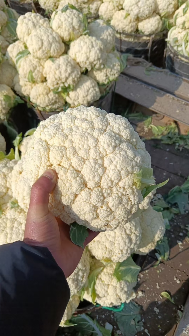 白面青梗松花菜/白花菜/浙江产区直发/大量有货