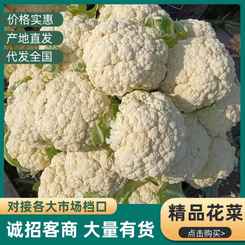 白面青梗松花菜/白花菜/浙江产区直发/大量有货