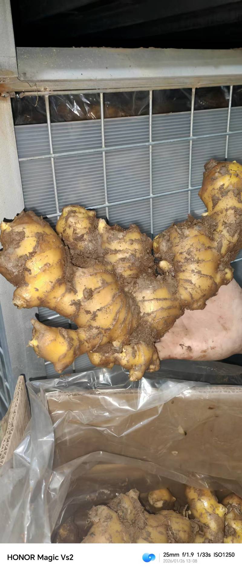 青苗圆头大黄姜，产地冷库一手货源姜块肥大，皮薄肉嫩汁多。