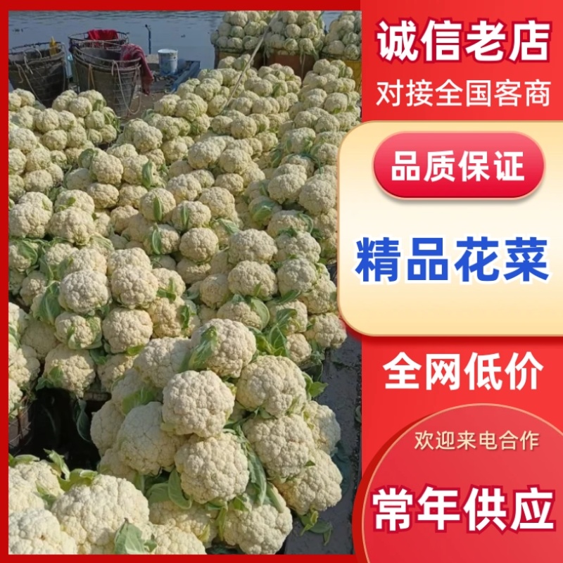 松花菜/白花菜/产区直发/大量现货/欢迎选购