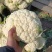 松花菜/白花菜/产区直发/大量现货/欢迎选购