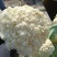 松花菜/白花菜/产区直发/大量现货/欢迎选购