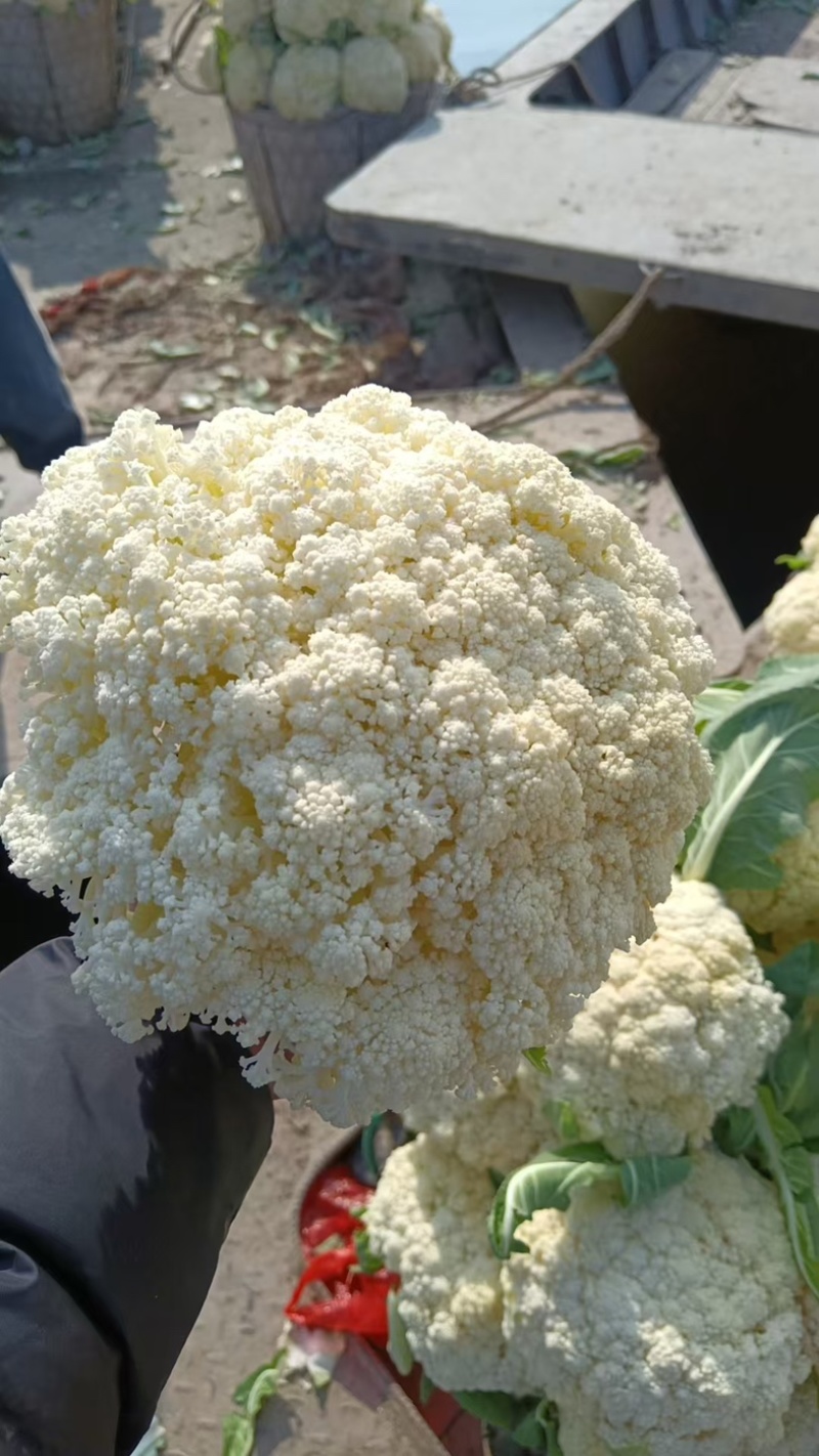 松花菜/白花菜/产区直发/大量现货/欢迎选购