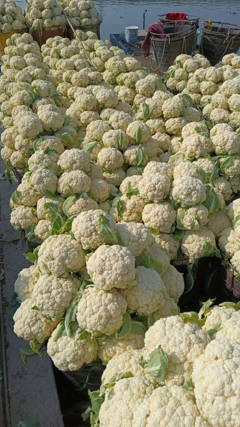 松花菜/白花菜/产区直发/大量现货/欢迎选购