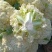 松花菜/白花菜/产区直发/大量现货/欢迎选购