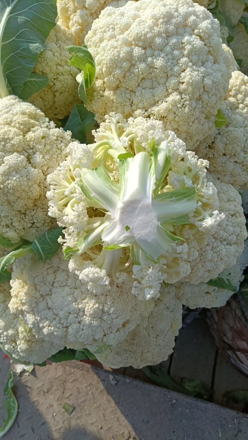 松花菜/白花菜/产区直发/大量现货/欢迎选购