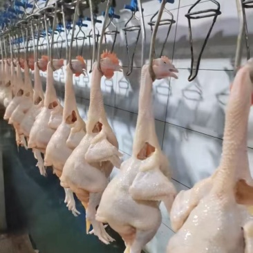清远麻鸡鸡肉一手货源量大现杀现发供应市场商超