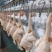 清远麻鸡鸡肉一手货源量大现杀现发供应市场商超