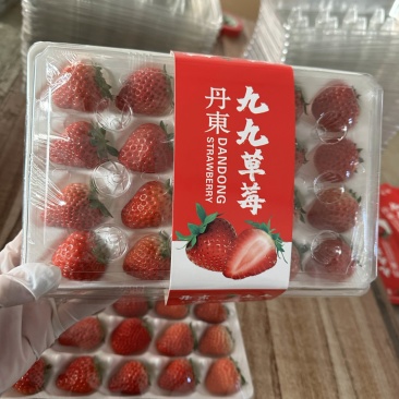 丹东九九胶盒