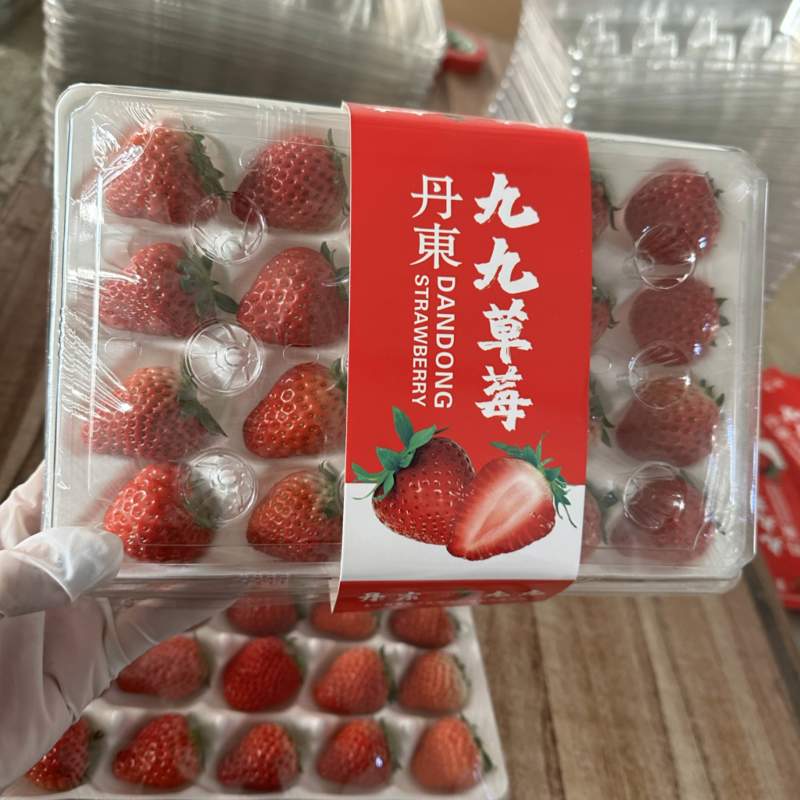 丹东九九胶盒