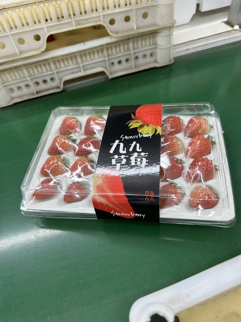 丹东九九胶盒