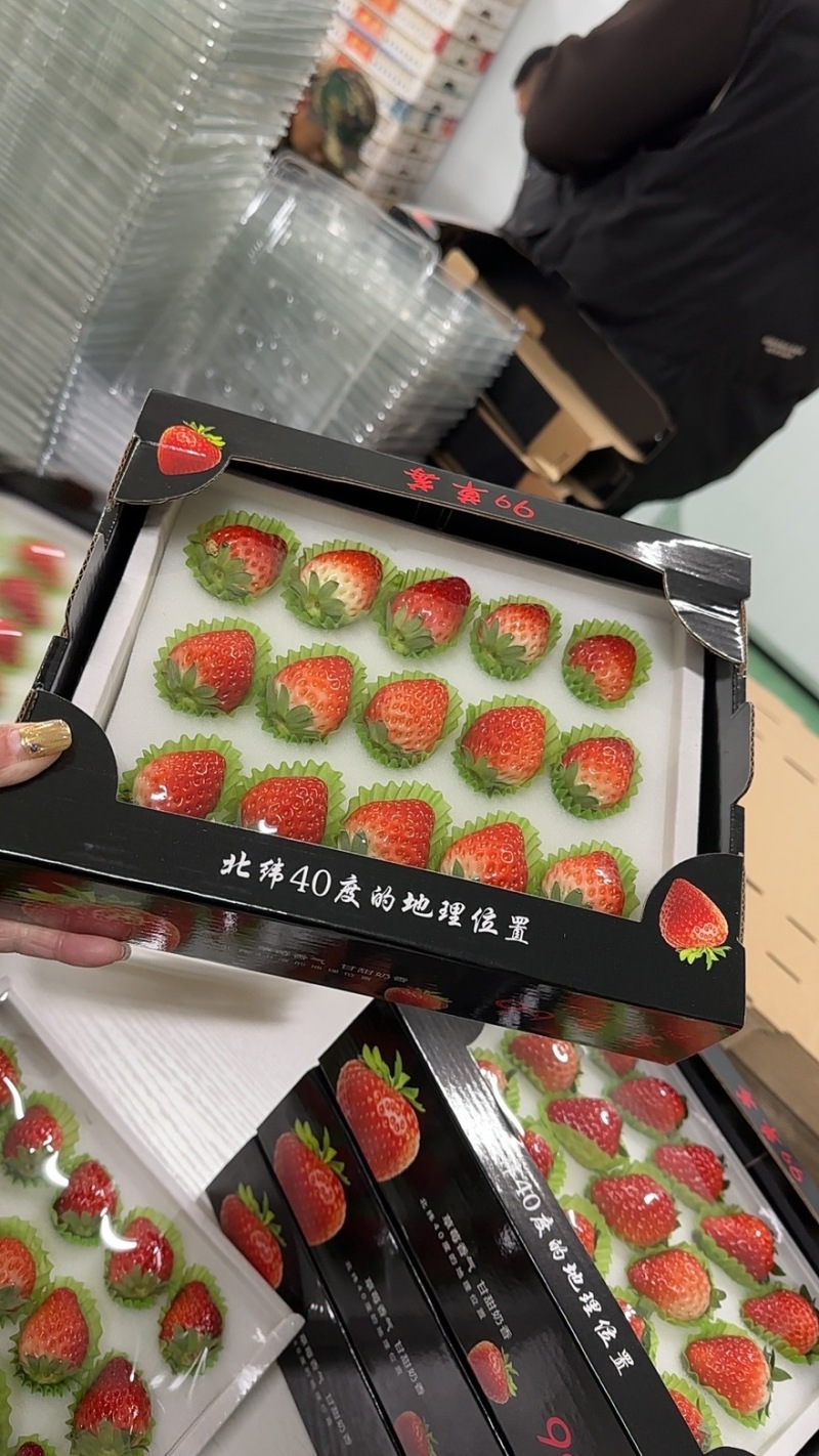 丹东九九胶盒