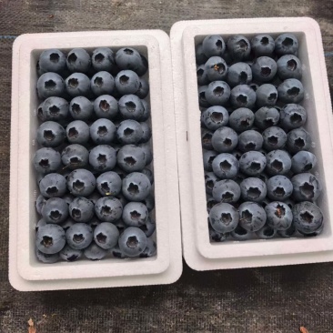 丹东头茬精品L25花香蓝莓对接全国批发市欢迎选购