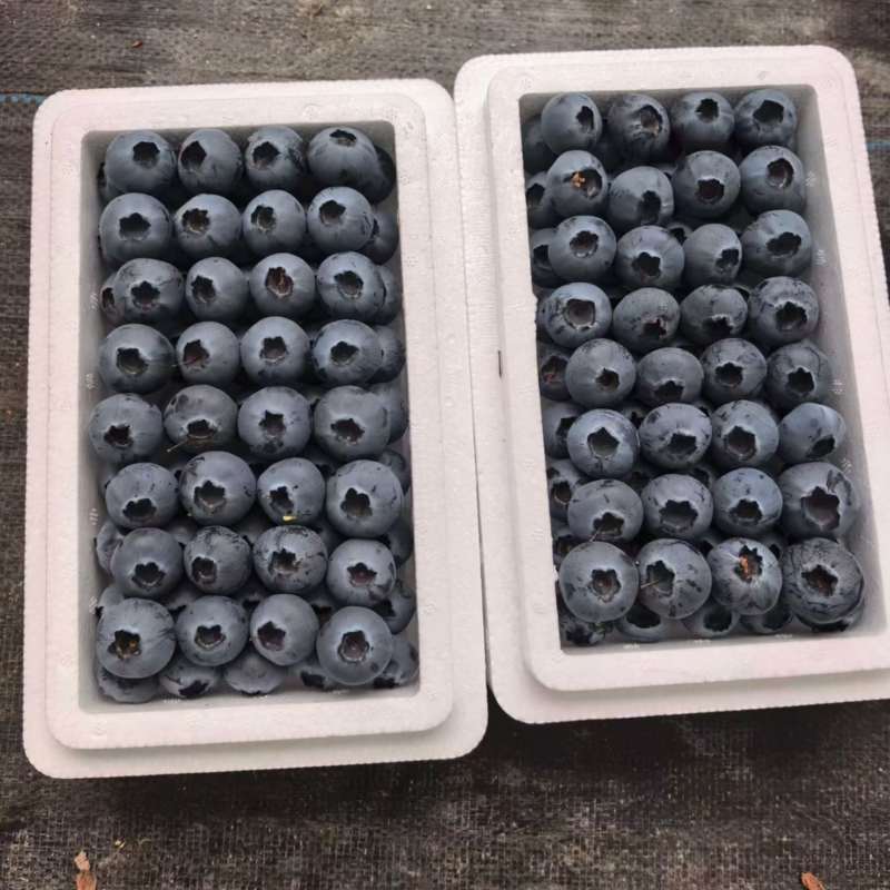 丹东头茬精品L25花香蓝莓对接全国批发市欢迎选购
