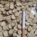 甘草，保质保量，量大从优，欢迎大家前来选购量大价优