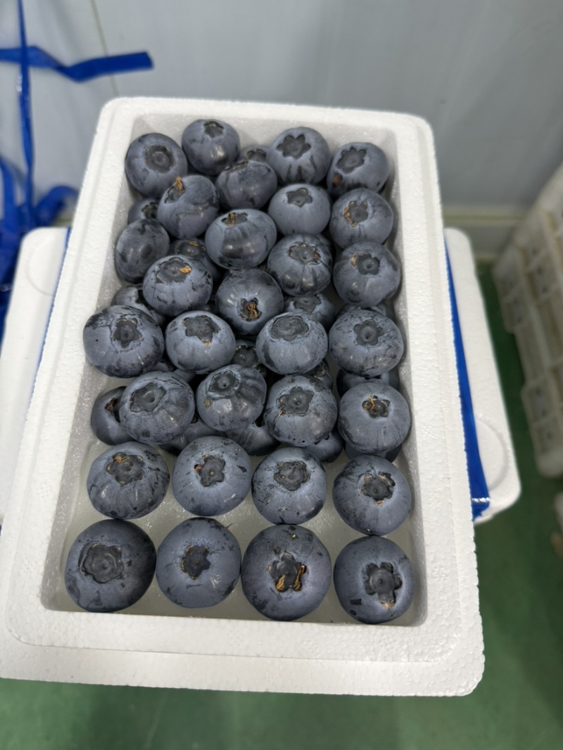 丹东头茬精品L25花香蓝莓对接全国批发市欢迎选购