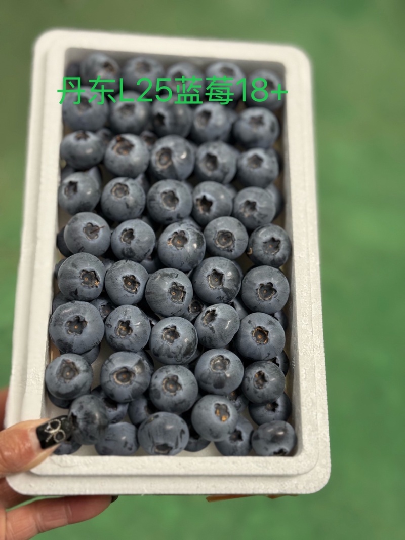 丹东头茬精品L25花香蓝莓对接全国批发市欢迎选购