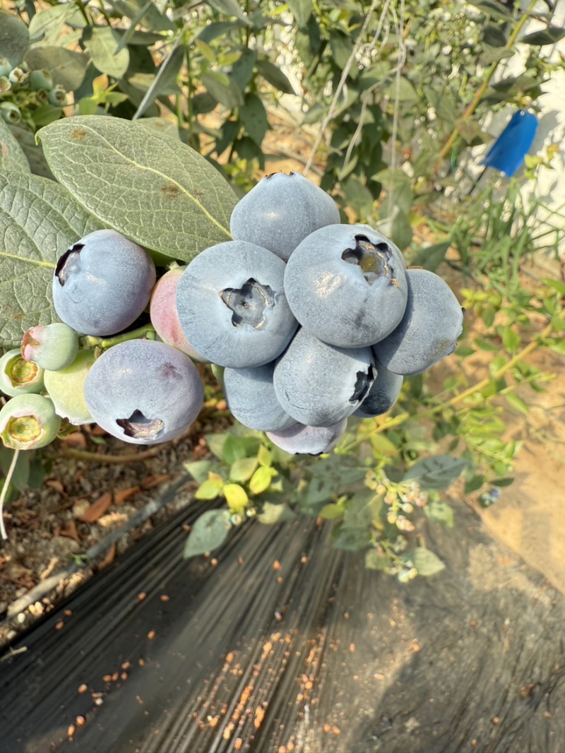 丹东头茬精品L25花香蓝莓对接全国批发市欢迎选购