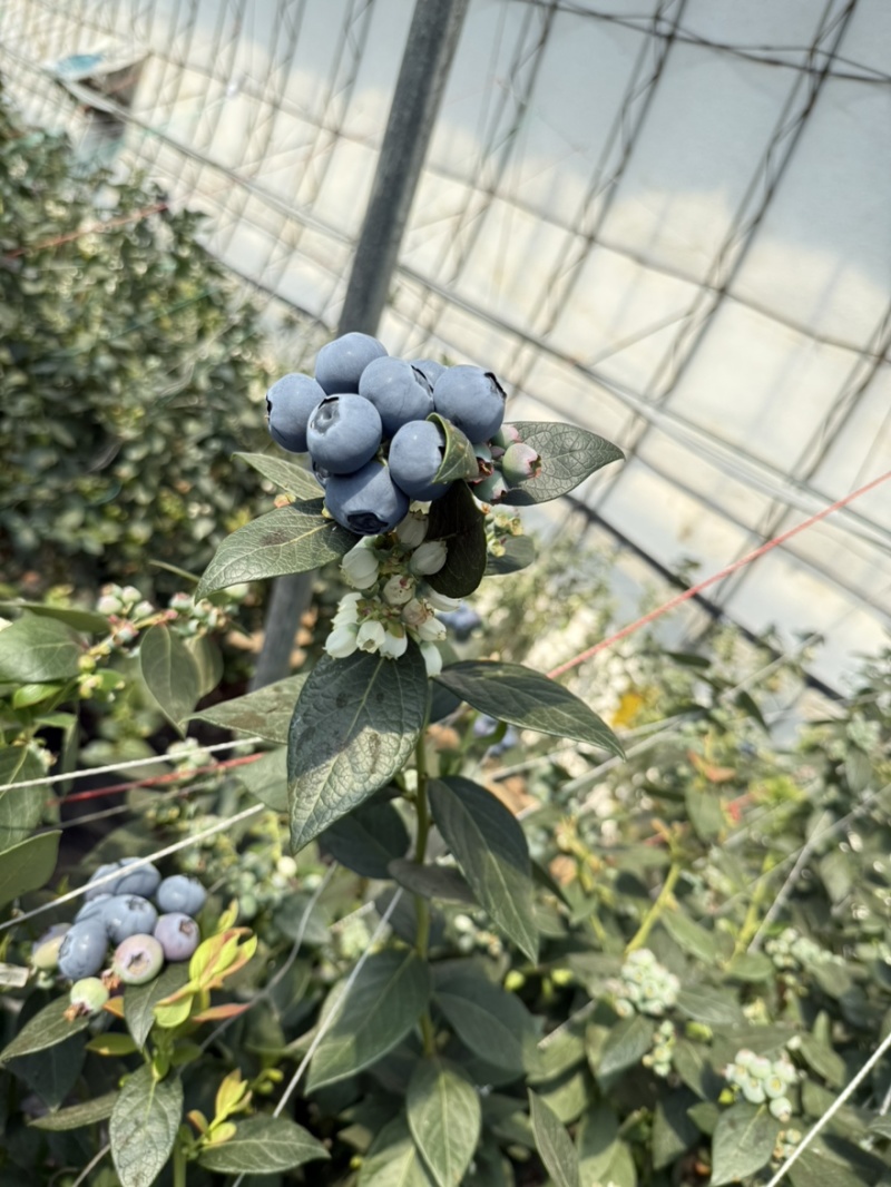 丹东头茬精品L25花香蓝莓对接全国批发市欢迎选购