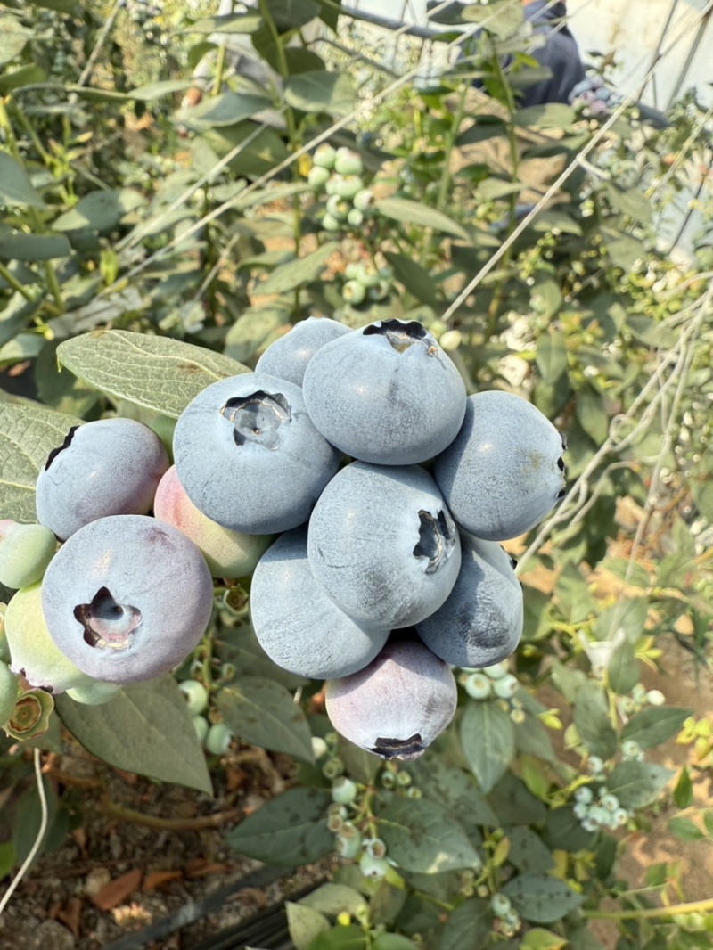 丹东头茬精品L25花香蓝莓对接全国批发市欢迎选购