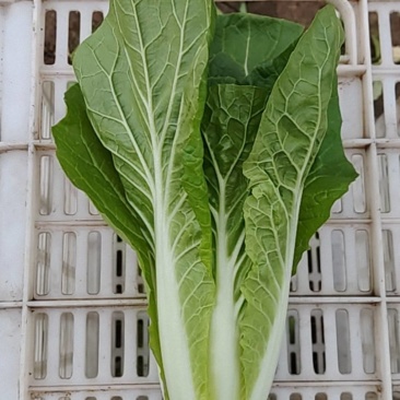 毛白菜