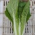 毛白菜