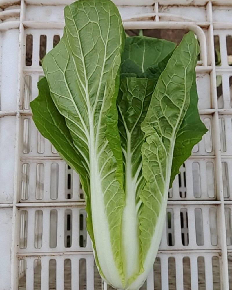 毛白菜