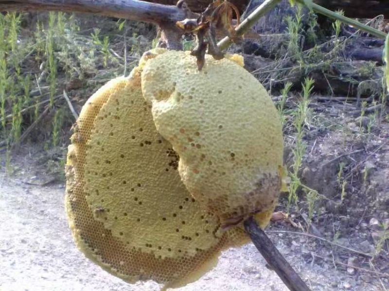 野生土蜂蜜/百花蜜纯度高可视频看货