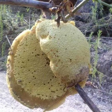 野生土蜂蜜/百花蜜纯度高可视频看货