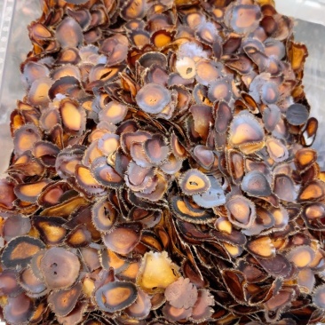 全腊片微残片含血腊片吉林鹿乡产地直发足干片