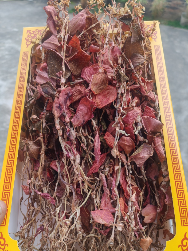 林下种植18个月开花红霞金线莲礼盒装50克精品干货