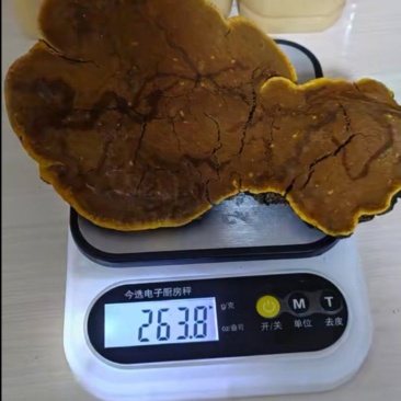 秦岭野生桑树桑黄老树桑黄灵芝菌泡茶中药材可切丁非西藏