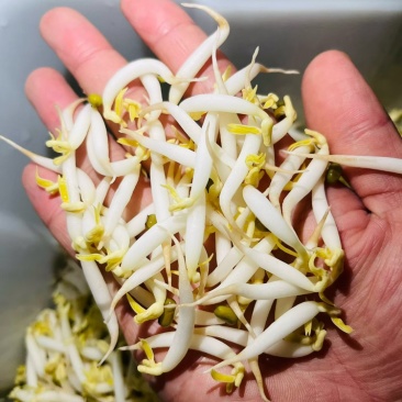 胖豆芽